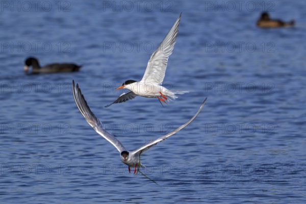 Two common terns (Sterna hirundo) adults in breeding plumage flying over water of pond in salt