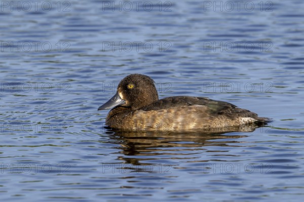 Tufted duck, tufted pochard (Aythya fuligula, Anas fuligula) adult female swimming in lake in