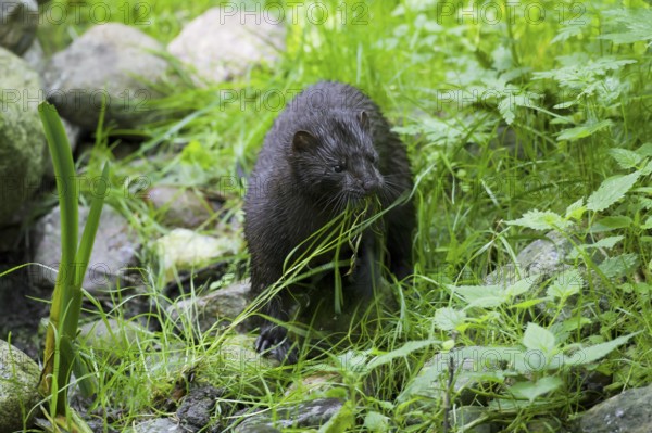 American mink (Neovison vison, Mustela vison), mustelid native to North America on river bank