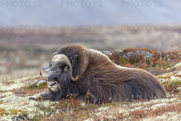 Musk ox (Ovibos moschatus), lying, quiet, autumn tundra, mountains, Dovrefjell National Park,