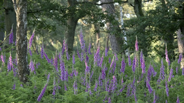 Common foxglove (Digitalis purpurea) in fern with deciduous trees, Lower Rhine, North