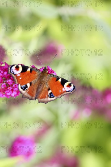 Peacock butterfly (Inachis io) sucking nectar on butterfly bush (Buddleja davidii), in a natural