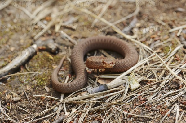 Common european viper (Vipera berus), juvenile, North Rhine-Westphalia, Germany, Europe