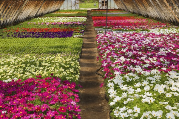 Purple, white, pink and red Cosmos flowers being grown in containers inside greenhouse in spring,