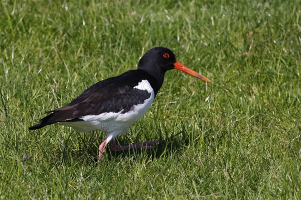 Oystercatcher (Haematopus ostralegus), UNESCO World Heritage Site, Schleswig-Holstein Wadden Sea