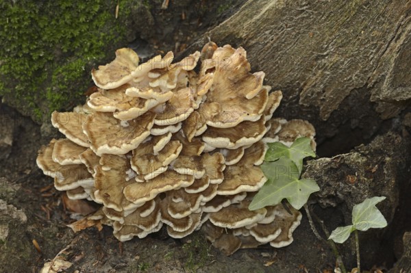 Maitake (Grifola frondosa), North Rhine-Westphalia, Germany, Europe