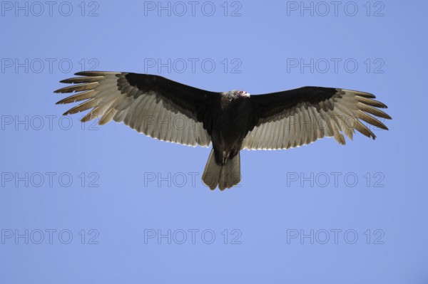 Turkey vulture (Cathartes aura), flying, Everglades National Park, Florida, USA, North America