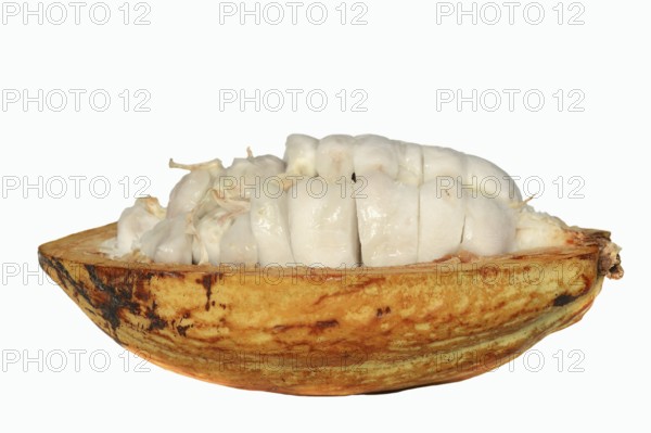 Cocoa tree (Theobroma cacao), halved cocoa fruit with pulp