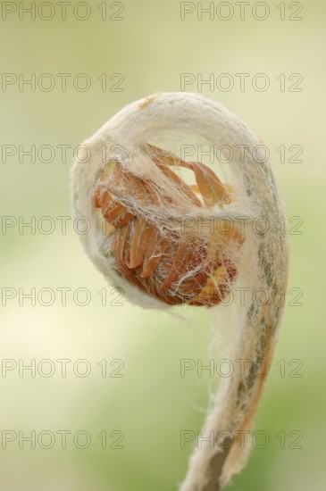 Cinnamon fern (Osmundastrum cinnamomeum, Osmunda cinnamomea), leaf emergence in spring, ornamental
