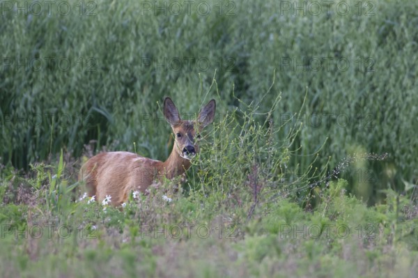 Roe deer (Capreolus capreolus) juvenile female fawn on the edge of a summer oat field, Suffolk,