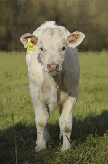 Charolais cattle (Bos primigenius taurus), calf on a pasture, North Rhine-Westphalia, Germany,