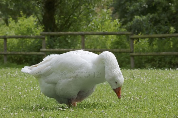 Emden goose or Emden goose (Anser anser forma domestica), free-range domestic goose, North