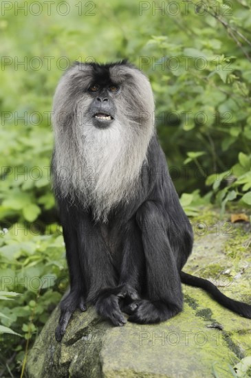 Lion-tailed macaque (Macaca silenus), captive, occurring in India