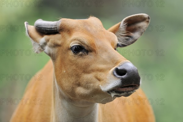 Tembadau (Bos javanicus), female, portrait, captive, occurrence in Southeast Asia