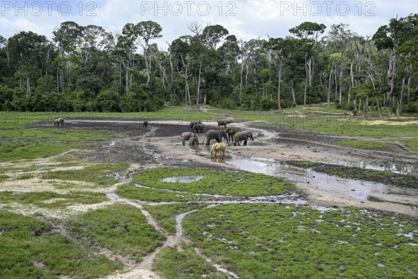 African forest elephants (Loxodonta cyclotis) in the Dzanga Bai forest clearing, Dzanga-Ndoki
