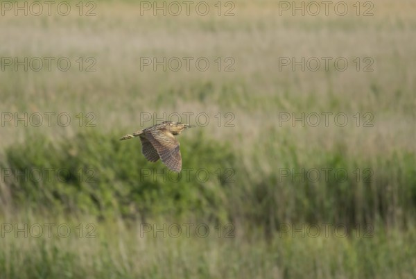 Eurasian bittern (Botaurus stellaris) adult bird in flight over a reedbed, Suffolk, England, United