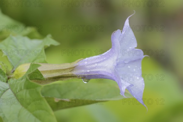 Devil's trumpet (Datura metel), flower, native to Asia