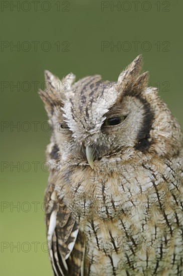 Tropical screech owl or Choliba screech owl (Megascops choliba, Otus choliba), portrait, captive,