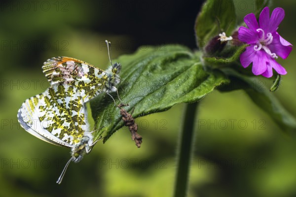 Pair of Orange-tip, Orange Tip, Anthocharis cardamines, butterflies during copulation
