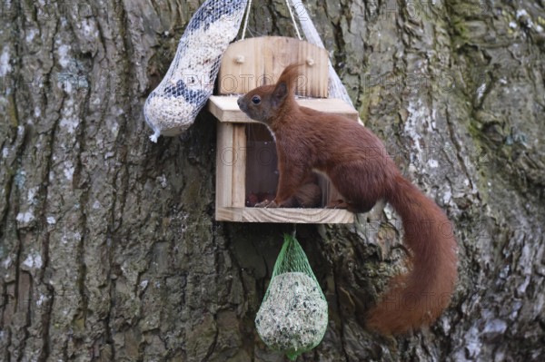 Squirrel (Sciurus) eats nuts at the feeder