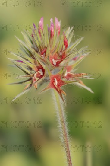 Starry clover (Trifolium stellatum), flower, Provence, southern France