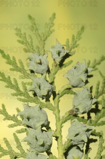 Platycladus (Platycladus orientalis), branch with cones, ornamental tree, North Rhine-Westphalia,