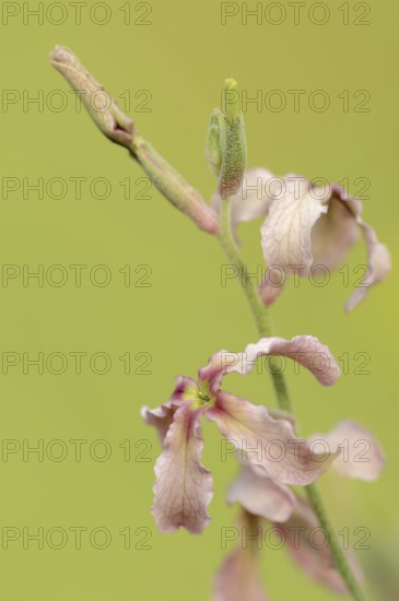 Cloudy levkoe (Matthiola fruticulosa), flowers, Provence, southern France