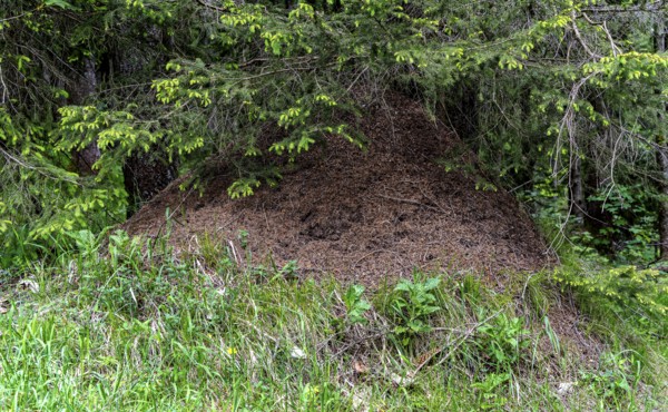 Ant hill in the forest, Bavaria, Germany, Europe