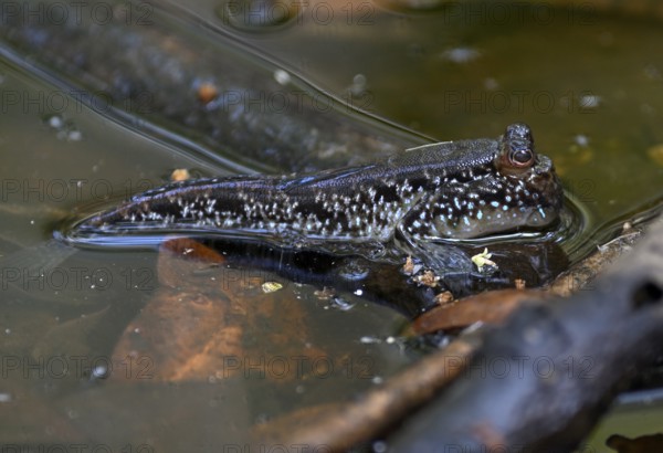 Atlantic mudskipper (Periophthalmus barbarus), Loango National Park, Parc National de Loango,