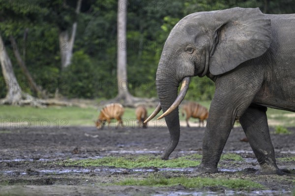 Forest elephant (Loxodonta cyclotis) and bongo antelope (Tragelaphus eurycerus) in the Dzanga Bai
