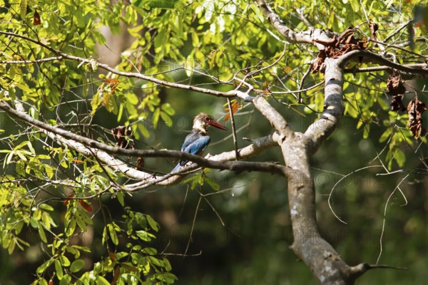 Brown kingfisher or white-throated kingfisher (Halcyon smyrnensis) on a tree, Habarana,