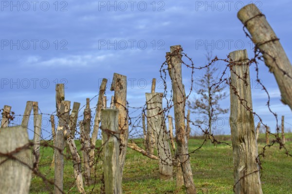 Reconstructed World War One trench wire obstacles showing barbed wire, barbwire draped between