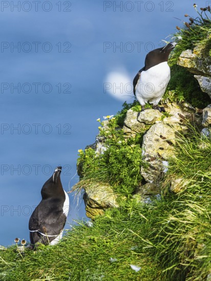 Razorbill, Alca Torda, birds on cliffs, Bempton Cliffs, North Yorkshire, England, United Kingdom,