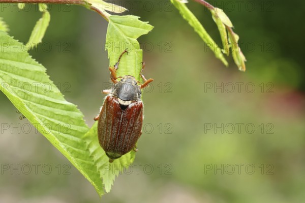 Northern cockchafer (Melolontha hippocastani), male, on leaves of a hornbeam (Carpinus betulus),