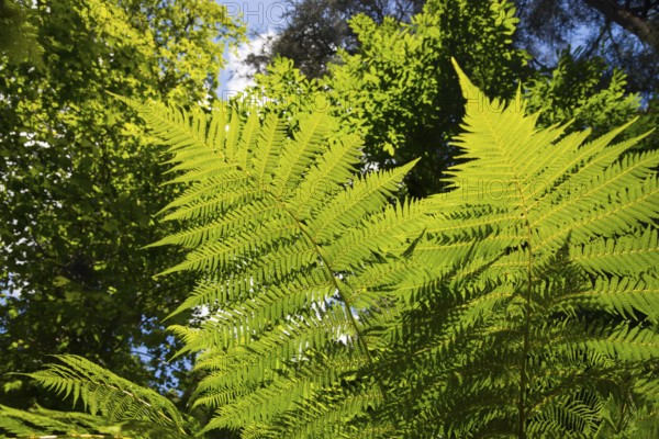 Grüne Farnblätter in hellem Sonnenschein, umgeben von dichtem Laub und hohen Bäumen im Wald,