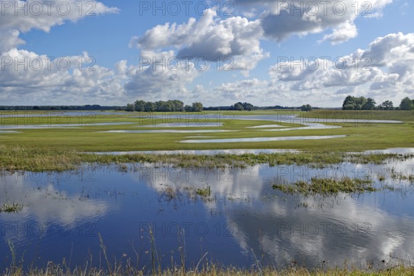 Reflecting water and wide, green meadows under a cloudy blue sky, Elbe, Wendland, Lower Saxony,