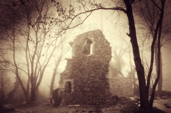 Church ruins in dense fog in winter, Petersberg Monastery near Halle, Saxony-Anhalt, Germany,