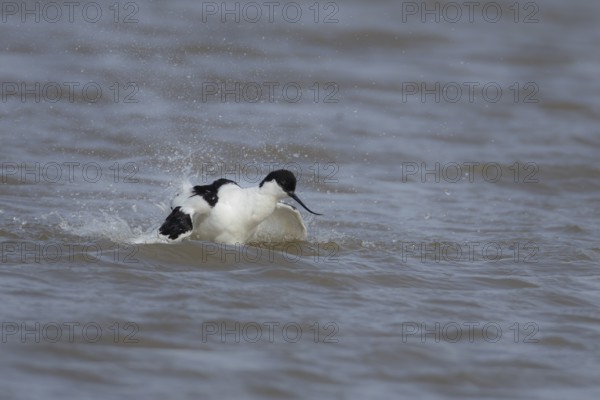Pied avocet (Recurvirostra avosetta) adult wading bird bathing in shallow water, England, United