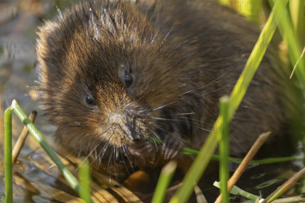 Water vole (Arvicola amphibius) adult animal feeding on a reed plant stem in a pond in the summer,