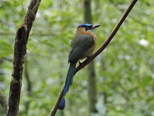 Blue-crowned motmot (Momotus momota), Monteverde Cloud Forest, Costa Rica, Central America