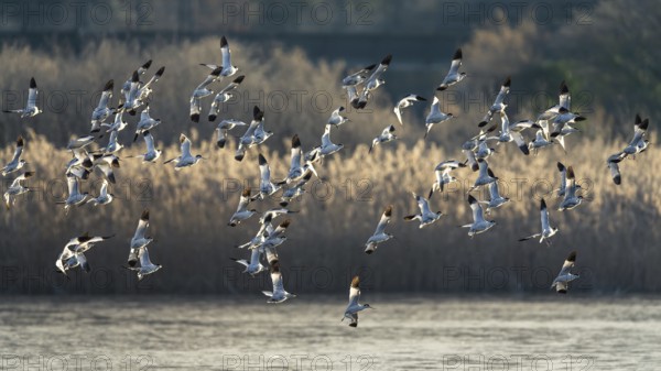 Pied Avocet, Recurvirostra avosetta, birds in flight over marshes at sunrise