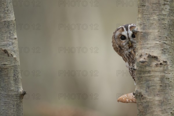 Tawny owl (Strix aluco) adult bird on a Bracket fungi on a Silver birch tree trunk in a woodland in