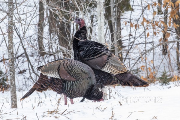 Wild turkeys (Meleagris gallopavo) feeding together in a snow-covered corn field .They eat the