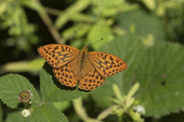 Silver-washed fritillary (Argynnis paphia) butterfly resting on a Bramble plant leaf in a woodland,