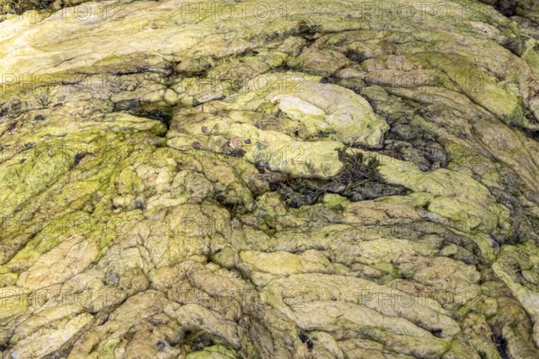 The hornwort plant (Ceratophyllum demersum) covers almost the entire Max-Eyth-See in Stuttgart. Now