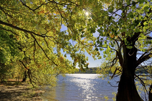 Deciduous trees with autumn leaves on the lake shore, blue sky, sun star, Möhne dam, North