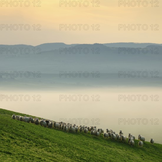 Flock of sheep grazing in the morning light, morning mist in Val d'Orcia, UNESCO World Heritage
