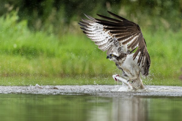 Western osprey (Pandion haliaetus) hunting with a trout, Aviemore, Scotland, Great Britain