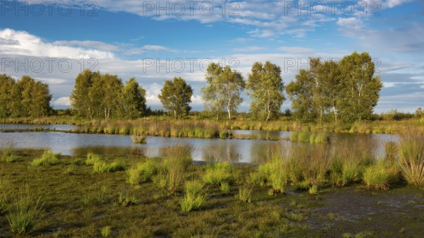 Goldenstedter Moor, nature reserve, peat moss, Goldenstedt, Lower Saxony, Germany, Europe