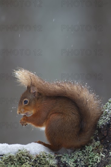 Red squirrel (Sciurus vulgaris) adult animal feeding on a nut on a tree branch covered in snow in